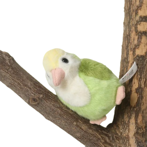 Coco Parrot